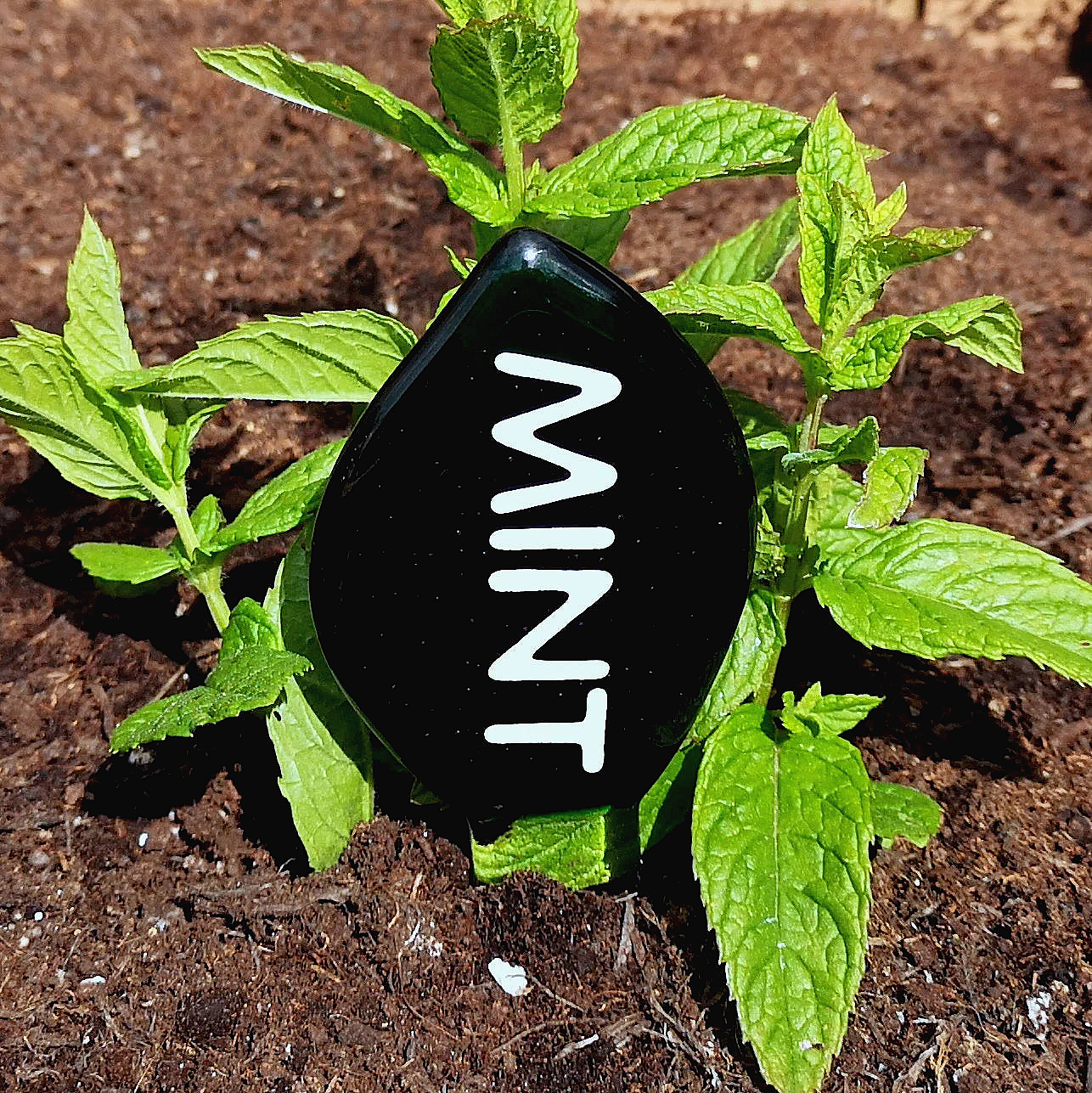 Handmade fused glass personalised plant label. Colourful plant marker. Leaf shaped garden plant stake. Herb, vegetable, flower, fruit name.
