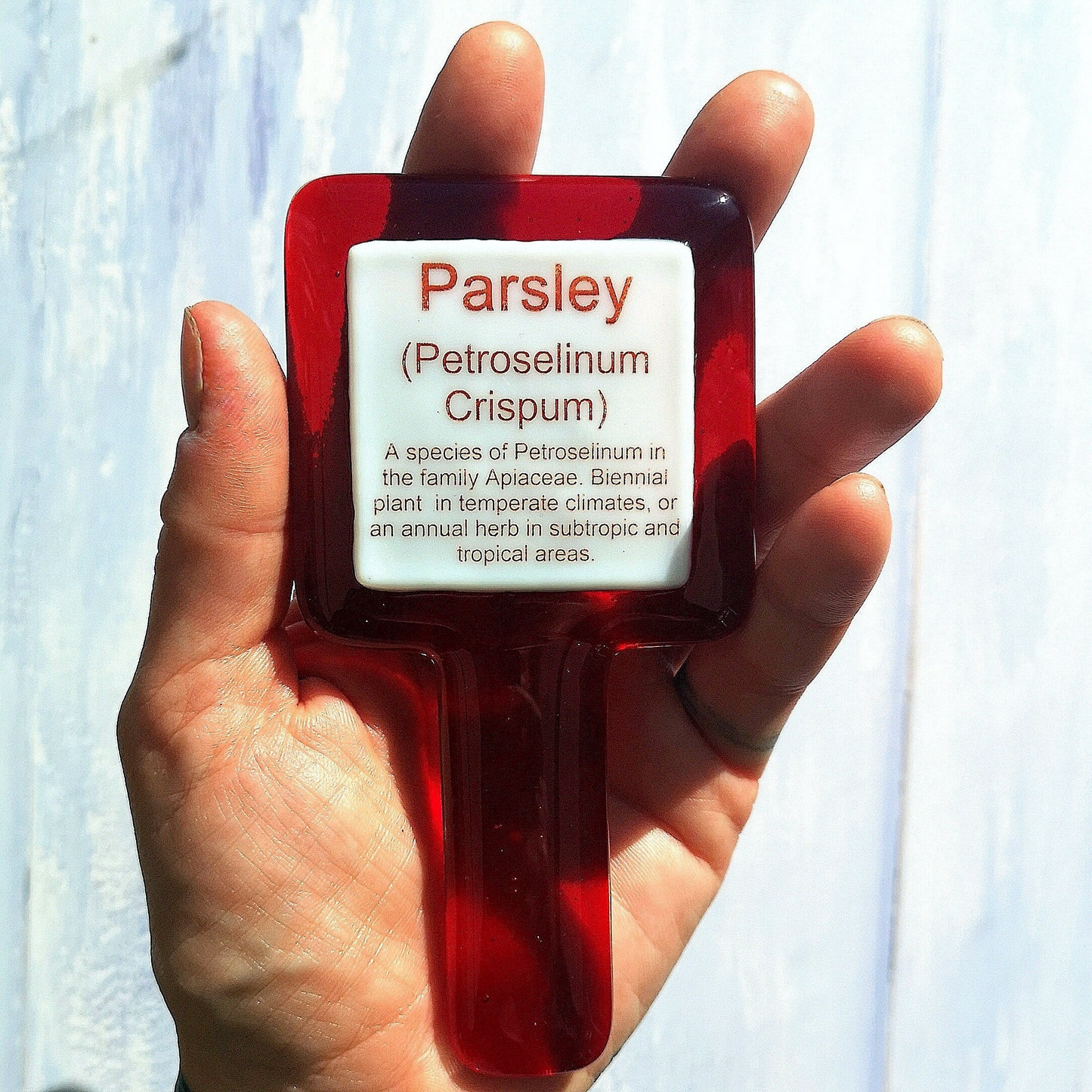 Handmade fused glass personalised Latin name plant label. Colourful plant marker. Botanical garden plant stake. Herb, vegetable, flower, fruit name.